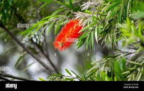 Image result for Melaleuca leucadendron