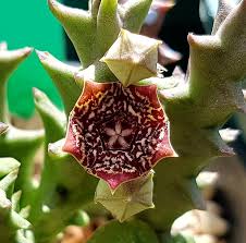 Image result for Orbea carnosa