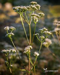 Image result for Valeriana