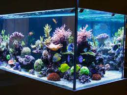 Anda bisa membentuknya menjadi binatang, orang, siluet, tumbuhan, maupun abstrak. Macam Macam Ikan Hias Akuarium Yang Populer Mudah Dipelihara Hot Liputan6 Com