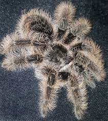 Check spelling or type a new query. Honduran Curly Hair Tarantula Krulhaar Vogelspin Pet Tarantula Tarantula Sea Spider