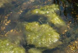 Blanket weed is a type of algae, scientifically called filamentous algae. Clear Ponds Keep Your Pond Clear With Green And Red Lightning Blanketweed And Sludge Clearers