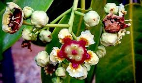 Image result for Heisteria zimmereri