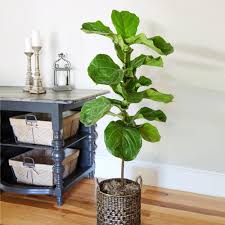 Fiddle leaf fig trees are particularly sensitive to environmental changes. Fiddle Leaf Fig Trees For Sale Brighterblooms Com