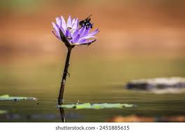 Image result for Philyrophyllum schinzii