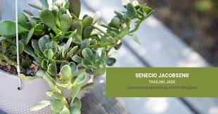 Image result for Senecio