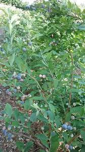 By providing you with pictures of the diseases or bugs so you can make identification easier and more accurately. Rabbit Ridge Berry Farm