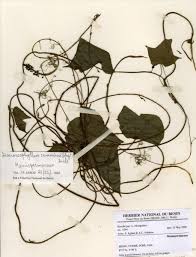 Image result for Dioscoreophyllum cumminsii