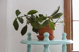 How long does it take to. Do You Know That Eucalyptus Can Be Grown As Houseplant Blog Nurserylive Com Gardening In India