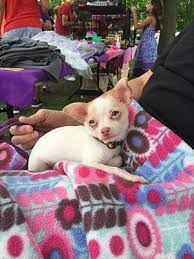 Maybe you would like to learn more about one of these? Orland Park Il Chihuahua Meet Clementine A Pet For Adoption