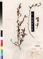 Image result for Gymnosporia oxycarpa