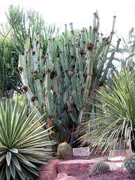 We did not find results for: Cereus Repandus Wikipedia