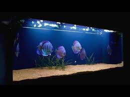 Zahra aquarium ikan hias, bekasi. Aquascape Aquatic Videos