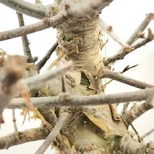 Image result for Commiphora schlechteri