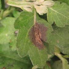 Thousands of plant diseases have been recorded throughout the world, many of these causing heavy crop losses. 5 Diseases And Disorders Nc State Extension Publications