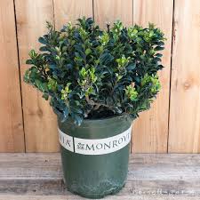 Image result for Rhaphiolepis umbellata