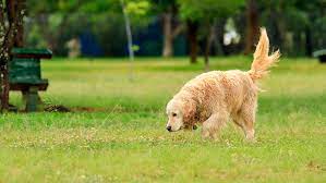 Why Do Dogs Wag Their Tails What Does It Mean Purina