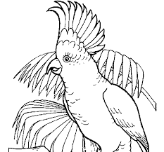Download this adorable dog printable to delight your child. Cockatoo Coloring Page Coloringcrew Com