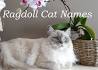 Ragdoll Cat Names: Recommendations from Experts