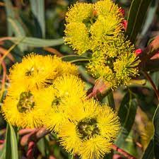 Standard seed packet, 10 seeds (not to wa, sa & tas) $1.25. Red Cap Gum Dwarf Seeds The Seed Collection