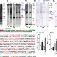 ❀ shipping policy free shipping handling worldwide. Pdf Seriniquinone A Selective Anticancer Agent Induces Cell Death By Autophagocytosis Targeting The Cancer Protective Protein Dermcidin