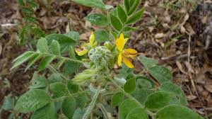 Image result for Mostuea hirsuta