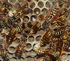Wasps can assist in the management of other pests, particularly in agriculture as biological control agents. Pest Force Bee Control Hive Removal New Braunfels