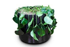 How To Save A Dying Plant Better Homes And Gardens