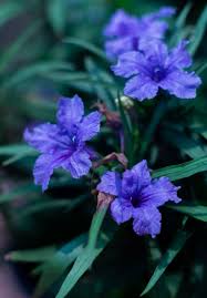 Image result for Ruellia