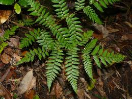 Image result for Cyatheaceae