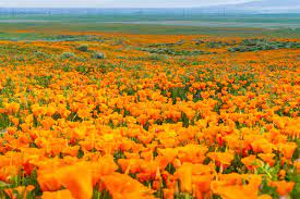 This link is to an external site that may or may not meet accessibility guidelines. What Is A Super Bloom Why Are The Butterflies Swarming Southern California