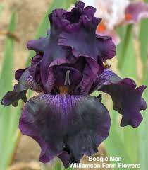 Tall Bearded Iris Boogie Man Meek 1986 Refund Extra Ship Cost Iris Garden Bearded Iris Memorial Garden