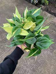 Did you think that sterling silver and regular silver were the same thing? Philodendron Gabby Brasil Tricolor Cream Splash Sport Of P Brasil Very Similar To P Silver Str Philodendron Patio Garden Design Plants