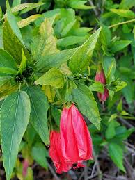 Image result for Hibiscus engleri