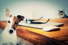 We did not find results for: Rochester Hills Michigan Dog Poop Scooping Service Michigan Pet Waste Removal Pooper Scooper Services