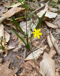 Image result for Hypoxis monanthos
