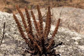 Image result for Anthospermum whyteanum