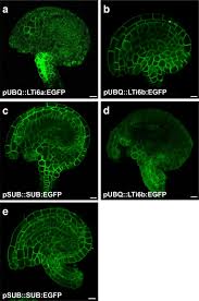 We did not find results for: Protocol For Rapid Clearing And Staining Of Fixed Arabidopsis Ovules For Improved Imaging By Confocal Laser Scanning Microscopy Plant Methods Full Text