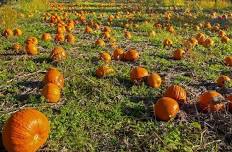 Little Explorers: The Great Pumpkin Harvest