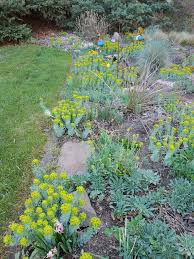 I have watered it twice since i have gotten it. Warning Regarding Donkey Tail Spurge 629650 Ask Extension