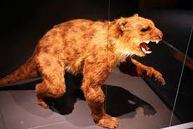 Marsupial Lion Prehistoric Animals Ancient Animals Prehistoric Creatures