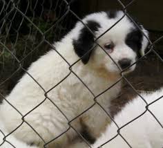 Black And White Great Pyrenees Meet Great Pyrenees Puppy A Petfinder Adoptable Great Pyrenees Dog Munfordville Ky Beautiful Purebred Great Pyrenees Puppy Great Pyrenees Pyrenees Puppies