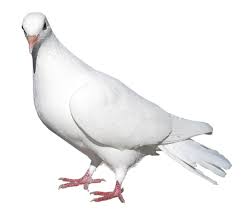 Gallery Recent Updates White Pigeon Blurred Background Photography Dove Pictures