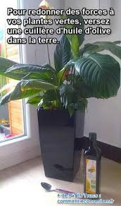 Ne Vous Inquietez Pas Pas Besoin D Acheter D Engrais Chimiques L Astuce Est D Utiliser Un Produit Que L On A Tous Dans Plante Verte Plante Astuce Jardinage