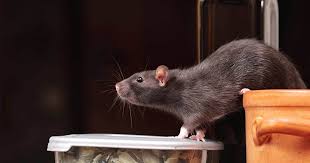 Which mouse and rat traps work? - Consumer NZ