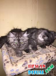 Kucing persia memiliki sifat manis, lembut, dan tenang, serta mudah diurus. Dijual Kucing Persia Medium Di Pekanbaru Hewandijual Com