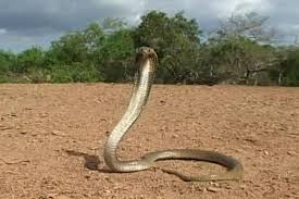 We did not find results for: Bagaimana Caranya Agar Tidak Mati Setelah Digigit Ular Berbisa Halaman All Kompas Com