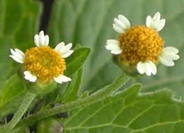Image result for Galinsoga parviflora