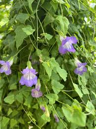 Image result for Asarina