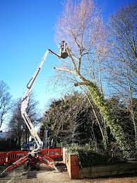 Why do plants are cut. Tree Removal Gloucester Tree Removal Cheltenham Call